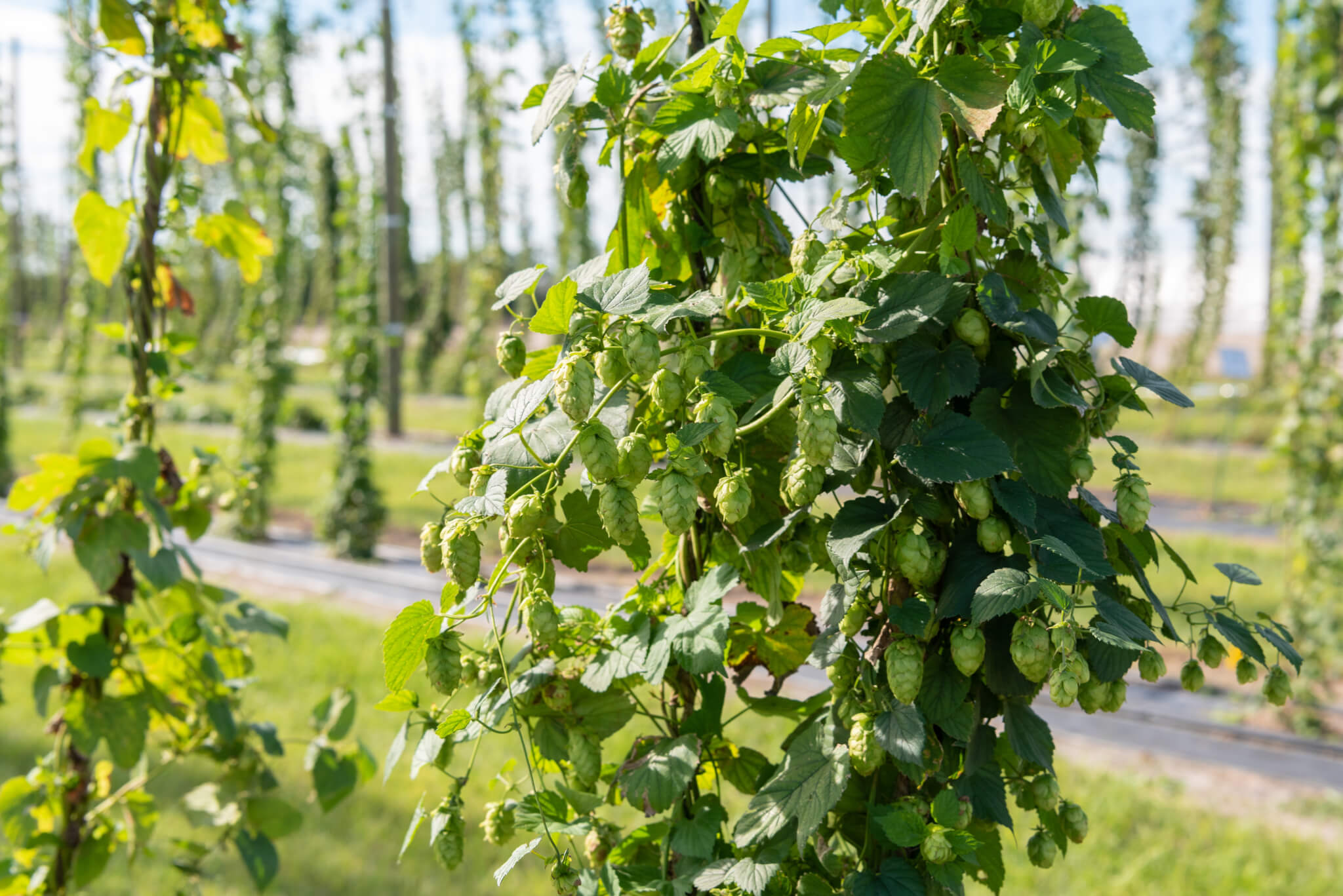 Hops growing on the vine at a hop farm in Florida.