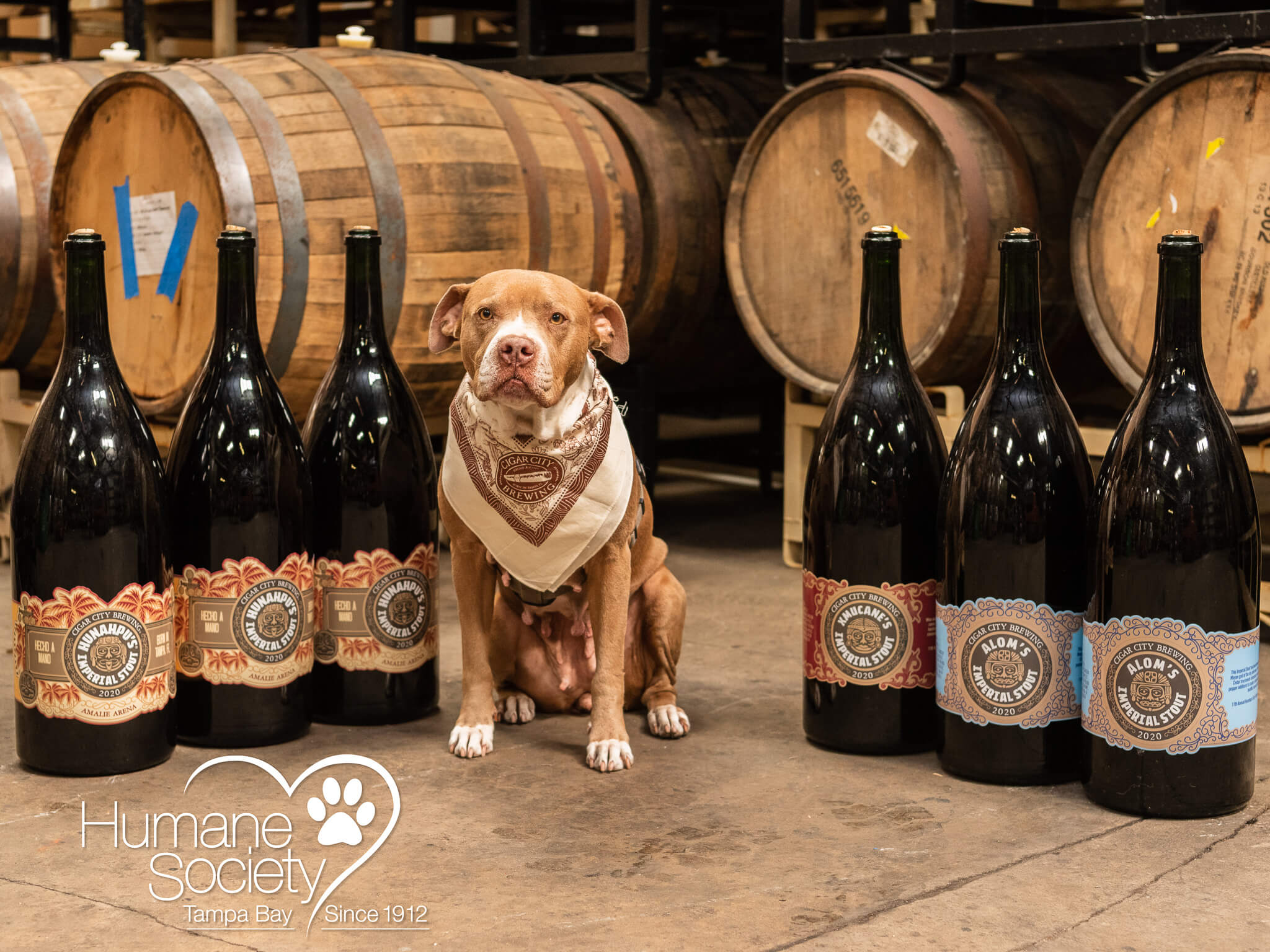 A dog sits amongst six 9-liter bottles of Hunahpu's Imperial Stout, Xmucane's Imperial Stout, and Alom's Imperial Stout.